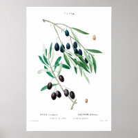 REDOUTÉ POSTER vintage BOTANIQUE "OLIVE"