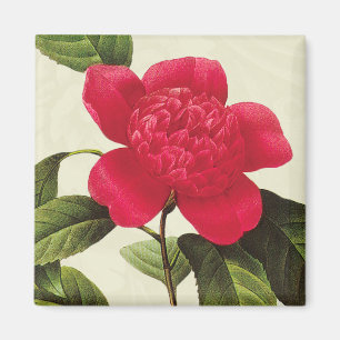 Redoute Red Camellia Botanical Print Square Magnet