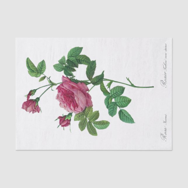 Redoute Rosa Inermis Tissue Paper (Front)