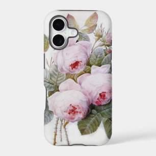 Redoute Rose