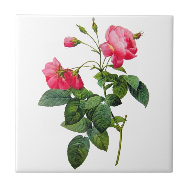 Redoute Roses Tile (Front)