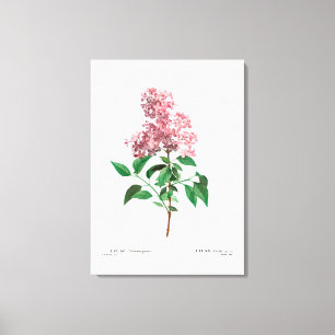 REDOUTÉ VINTAGE BOTANICAL "CHINESE LILAC" CANVAS PRINT