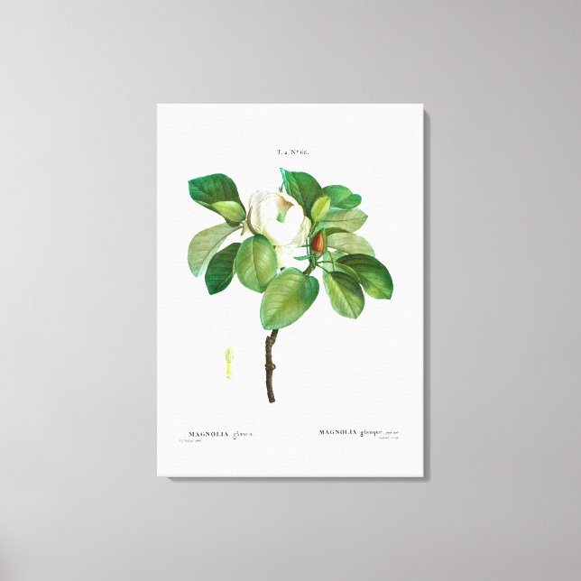 REDOUTÉ VINTAGE BOTANICAL "MAGNOLIA" CANVAS PRINT (Front)