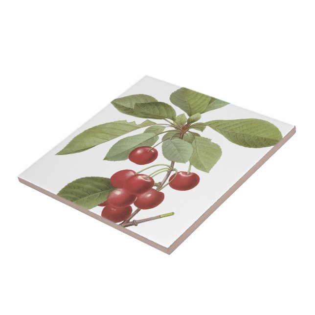 Redoutés' Royal Cherry Tile (Side)