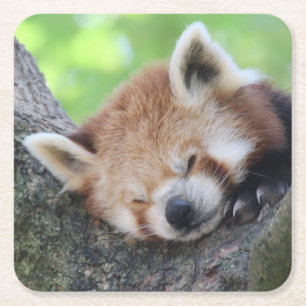 RedPanda20150705 Square Paper Coaster