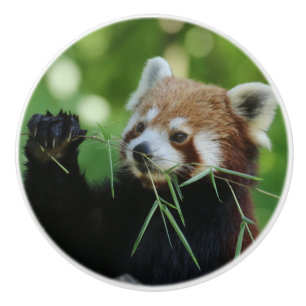 RedPanda 002 Ceramic Knob