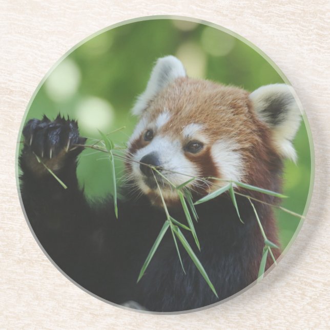 RedPanda 002 Coaster (Front)