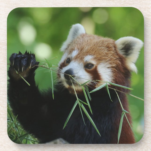 RedPanda 002 Coaster (Front)