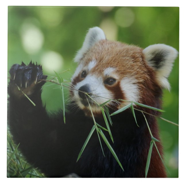 RedPanda 002 Tile (Front)