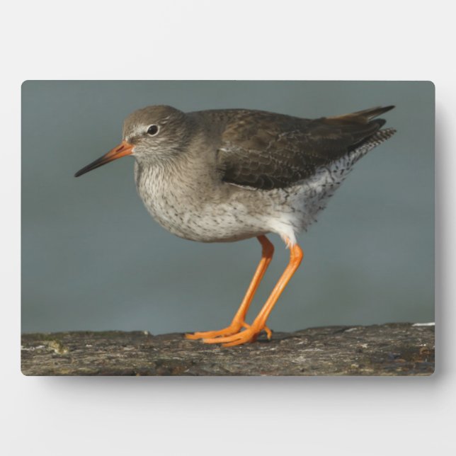 Redshank | Tringa Totanus Plaque (Front)