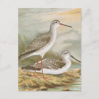 "Redshank" Vintage Bird Illustration Postcard
