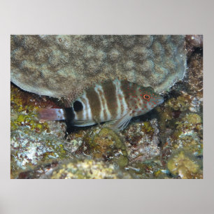 Redspotted Hawkfish Poster