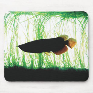 Redtail Golden Arowana Mouse Pad