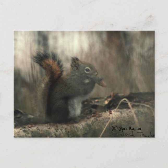 Redtail Squirrel 01 Postcard (Front)