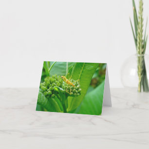 Reduviid Assassin Bug Note Card