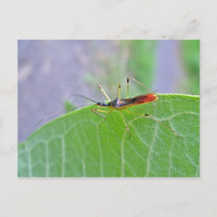Reduviid Assassin Bug Postcard