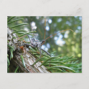 Reduviid on Spruce Postcard