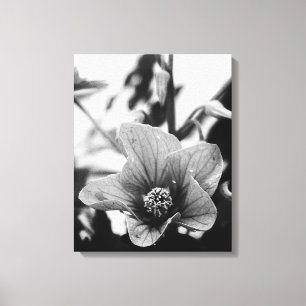 Redvein Abutilon Flower Black and White Photograph Canvas Print