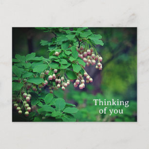 Redvein Enkianthus Campanulatus Flower Postcard