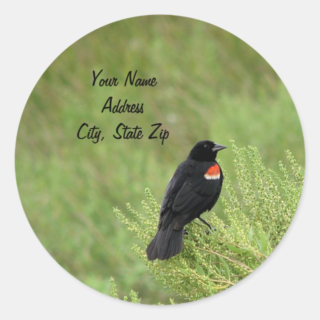Redwing Blackbird Address Sticker (Front)