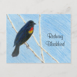 Redwing Blackbird Nature Postcard