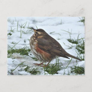 Redwing Postcard