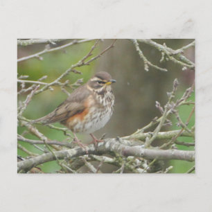 Redwing Postcard