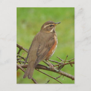 Redwing Postcard