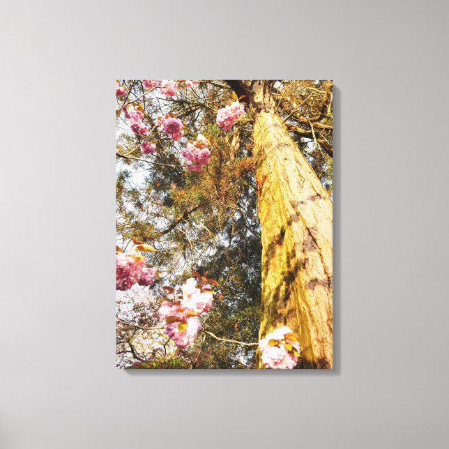 Redwood and Cherry Blossom Canvas Print (Front)