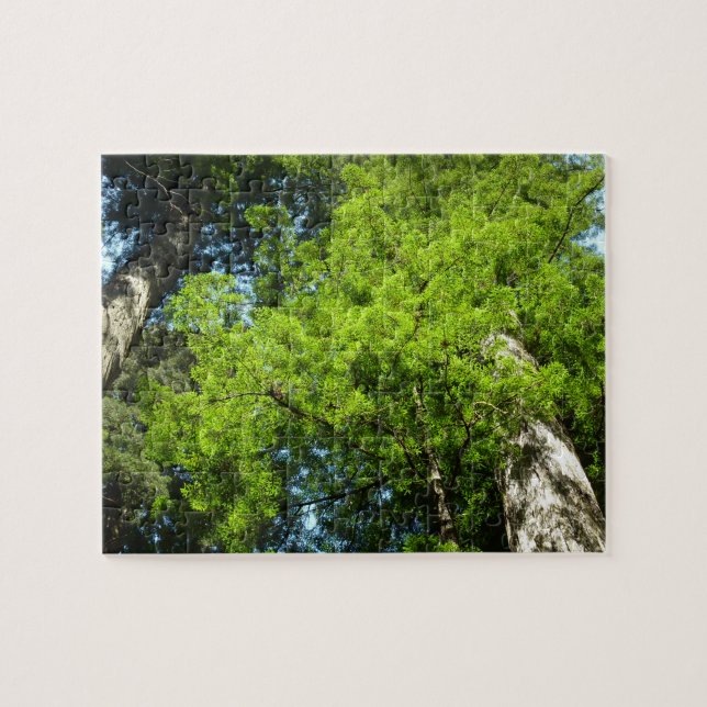 Redwood Boughs at Redwood National Park Jigsaw Puzzle (Horizontal)