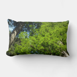 Redwood Boughs at Redwood National Park Lumbar Pillow