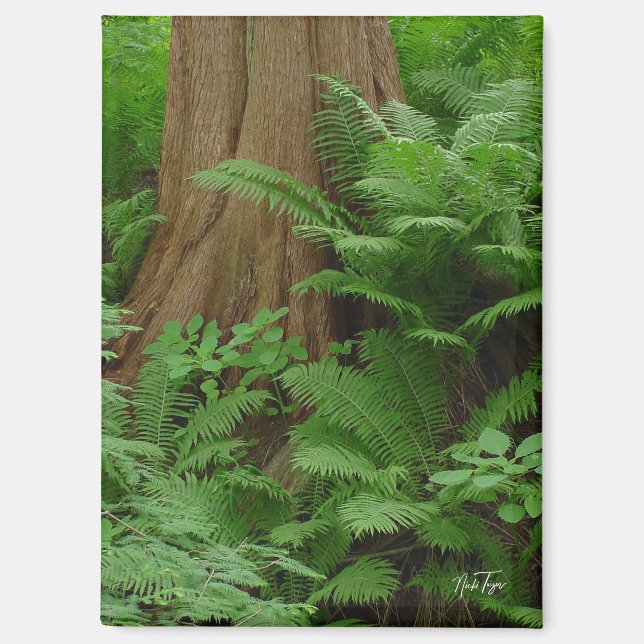 Redwood & Ferns magnet (Front)