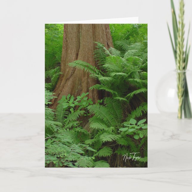 Redwood & Ferns notecard (Front)