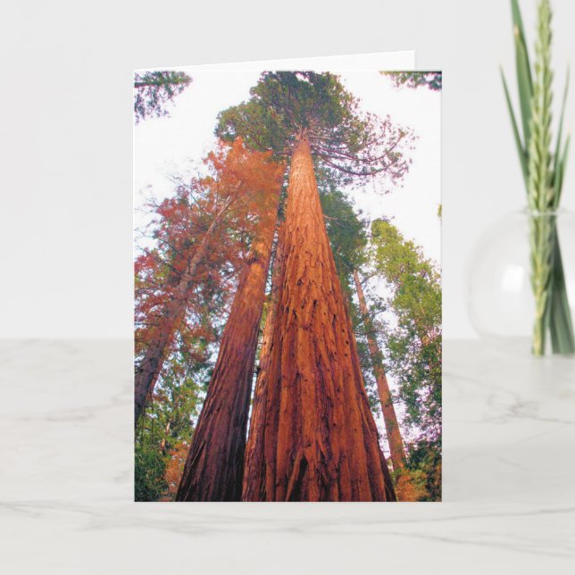 Redwood Forest - Blank Inside Greeting Card (Front)