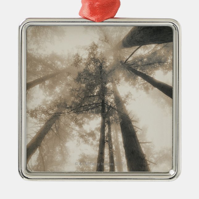 Redwood Forest, Northern California Metal Ornament (Front)