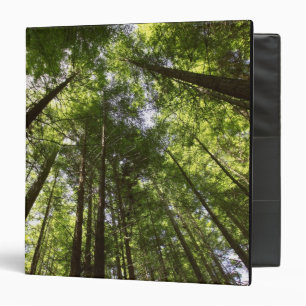 Redwood Forest, Rotorua, New Zealand 2 Binder