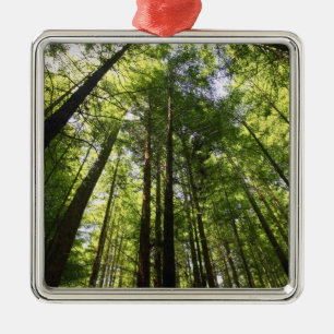 Redwood Forest, Rotorua, New Zealand Metal Ornament