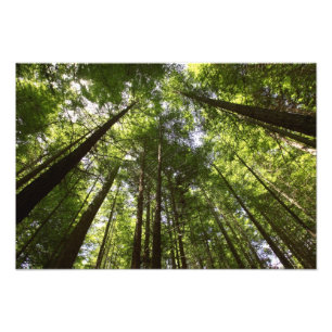 Redwood Forest, Rotorua, New Zealand Photo Print