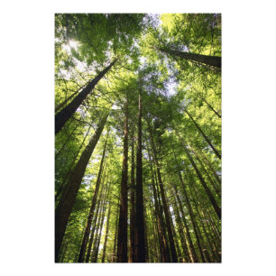 Redwood Forest, Rotorua, New Zealand Photo Print