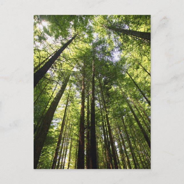 Redwood Forest, Rotorua, New Zealand Postcard (Front)