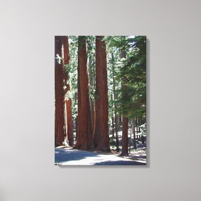 Redwood Forest Sequoia Tree Wall Art (Front)