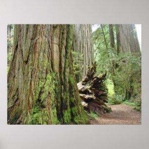 Redwood Forest Trees art prints California Redwood