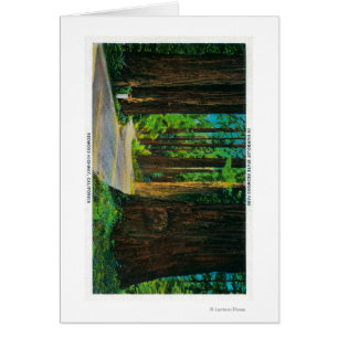 Redwood Highway dans Humboldt State Redwood Park