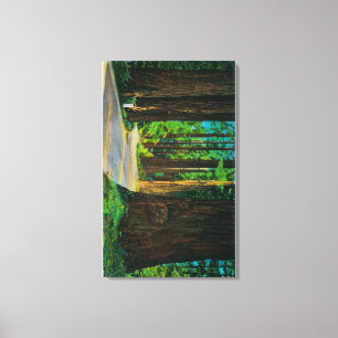 Redwood Highway in Humboldt State Redwood Park Canvas Print