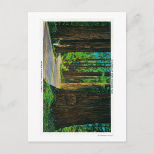 Redwood Highway in Humboldt State Redwood Park Postcard