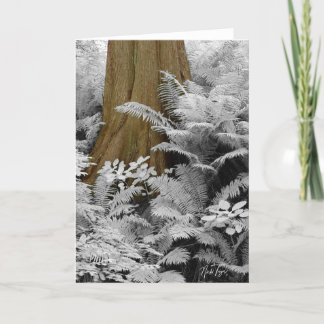 Redwood & Infrared Ferns notecard