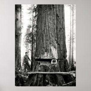 REDWOOD LUMBERJACKS c. 1887 Poster
