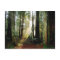 Redwood Morning