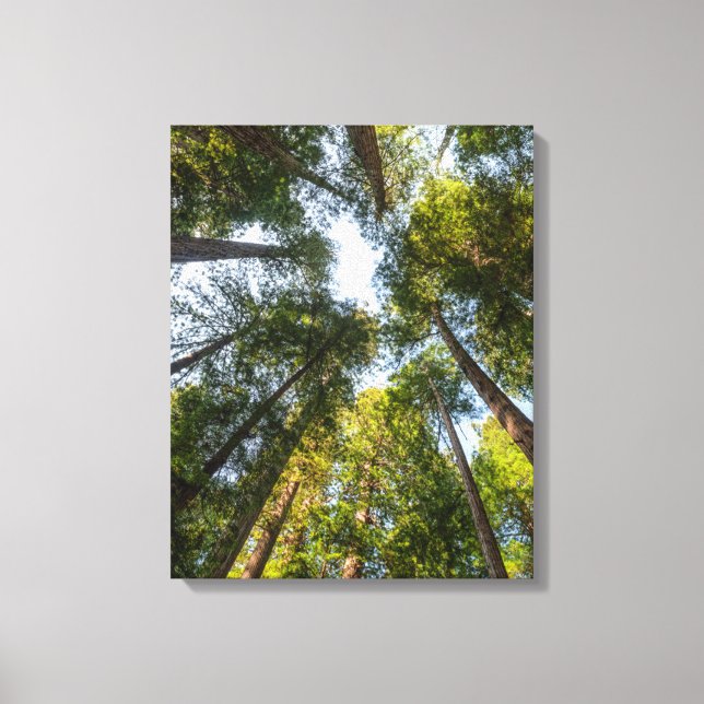 Redwood National and State Parks, California Canvas Print (Front)