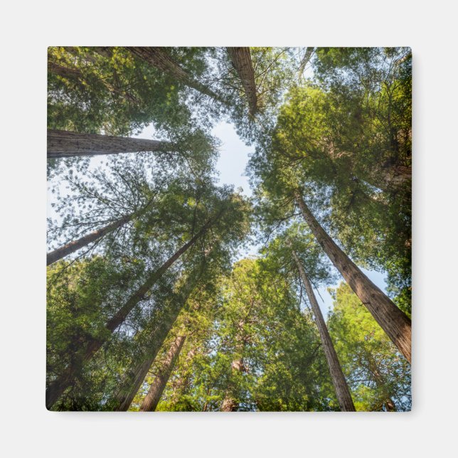 Redwood National and State Parks, California Magnet (Front)